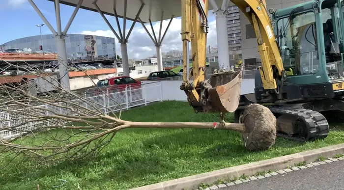 Arbre en motte transporté par une mini-pelle avant la plantation